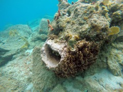 Giant Barrel Sponge